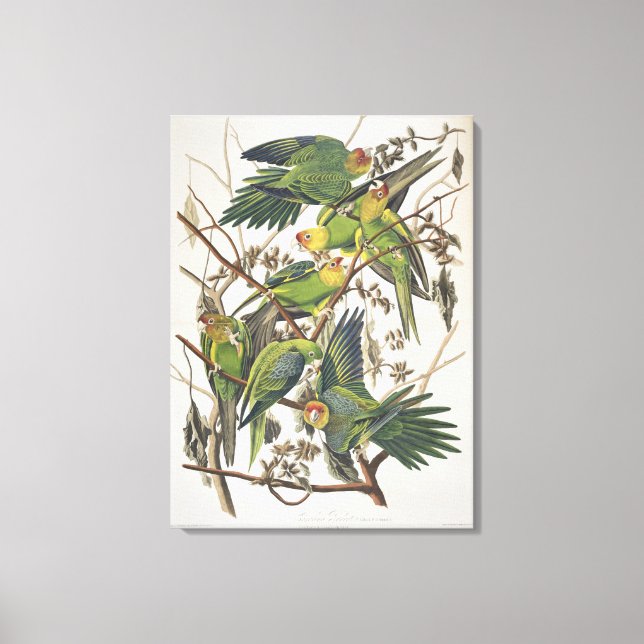 Carolina Parakeet, från "Birds of America", 1829 Canvastryck (Framsida)