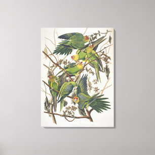 Carolina Parakeet, från "Birds of America", 1829 Canvastryck