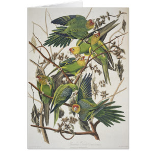 Carolina Parakeet, från "Birds of America", 1829 Hälsningskort
