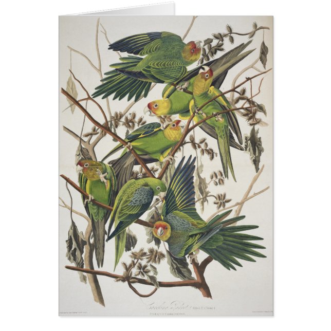Carolina Parakeet, från "Birds of America", 1829 Hälsningskort (Framsidan)