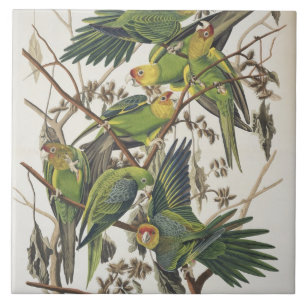Carolina Parakeet, från "Birds of America", 1829 Kakelplatta