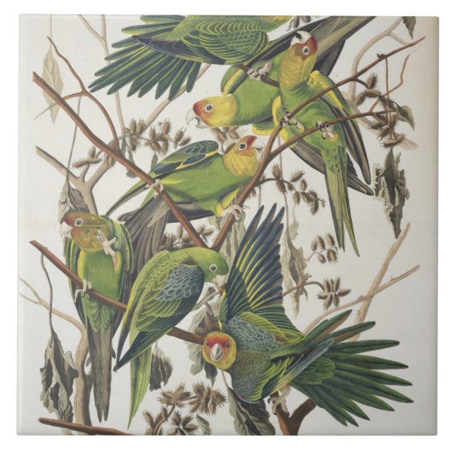 Carolina Parakeet, från "Birds of America", 1829 Kakelplatta (Framsidan)