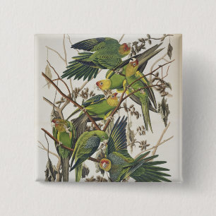 Carolina Parakeet, från "Birds of America", 1829 Knapp