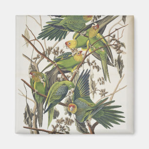 Carolina Parakeet, från "Birds of America", 1829 Magnet