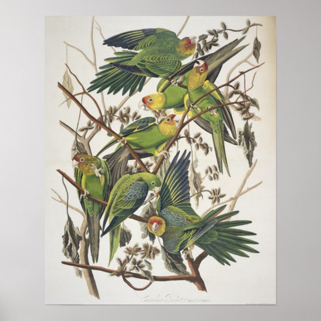 Carolina Parakeet, från "Birds of America", 1829 Poster (Framsidan)