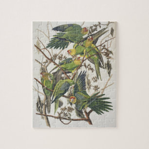 Carolina Parakeet, från "Birds of America", 1829 Pussel