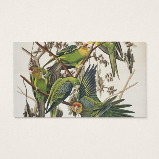 Carolina Parakeet, från "Birds of America", 1829 Visitkort (Baksidan)