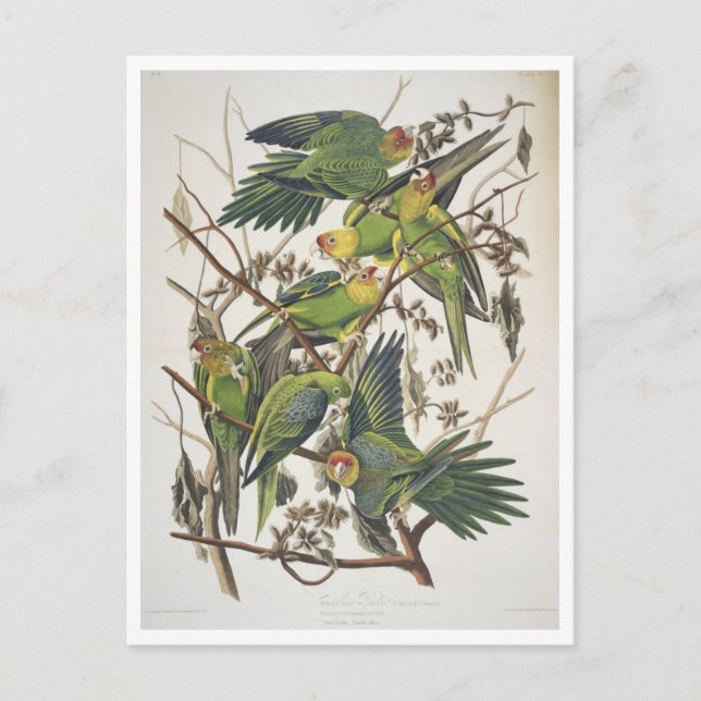 Carolina Parakeet, från "Birds of America", 1829 Vykort (Framsida)