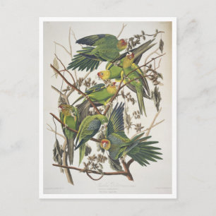 Carolina Parakeet, från "Birds of America", 1829 Vykort