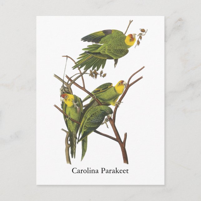 Carolina Parakeet, John Audubon Vykort (Framsida)