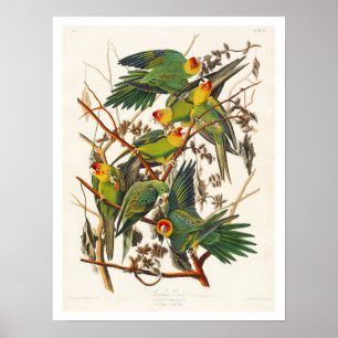 Carolina Parrot av Audubon Poster