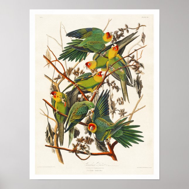 Carolina Parrot av Audubon Poster (Framsidan)
