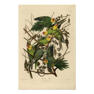 Carolina Parrot från Audubon's Birds of America Fototryck