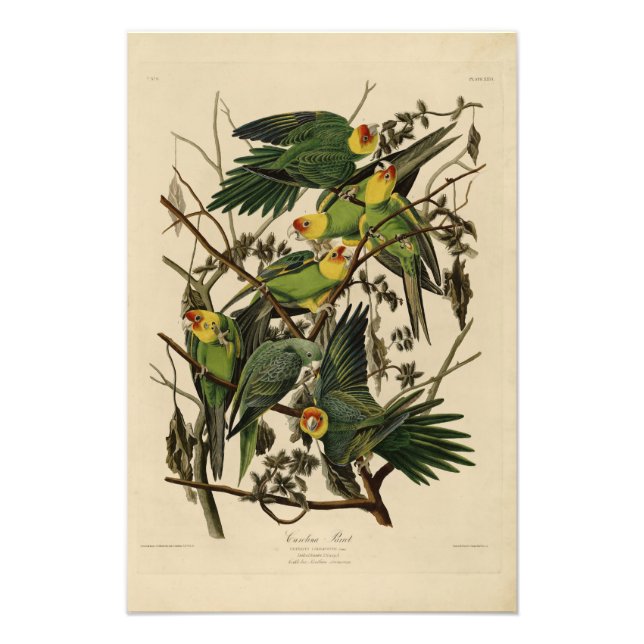 Carolina Parrot från Audubon's Birds of America Fototryck (Framsidan)