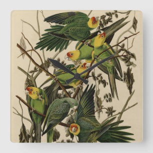 Carolina Parrot från Audubon's Birds of America Fyrkantig Klocka