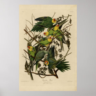 Carolina Parrot från Audubon's Birds of America Poster