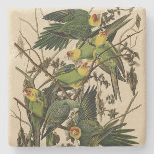 Carolina Parrot från Audubon's Birds of America Stenunderlägg