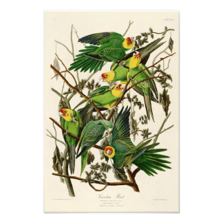 Carolina Parrot John Audubon Birds of Ameria Fototryck