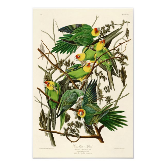 Carolina Parrot John Audubon Birds of Ameria Fototryck (Framsidan)