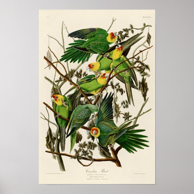 Carolina Parrot John Audubon Birds of Ameria Poster (Framsidan)