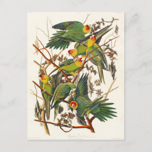 Carolina Parrot John Audubon Vykort