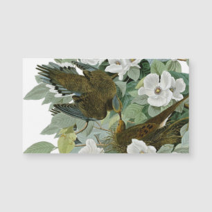 Carolina Pigeon Audubon MorgDove