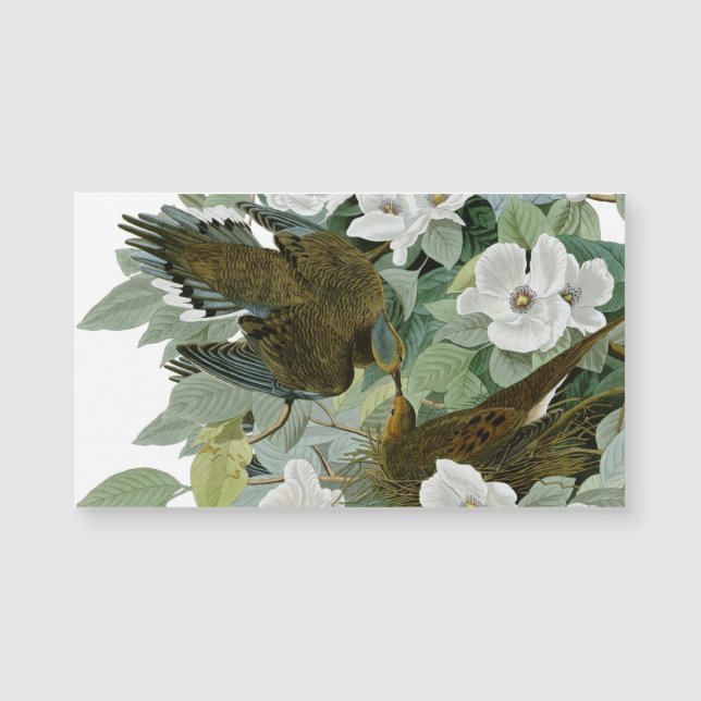 Carolina Pigeon Audubon MorgDove (Framsida)