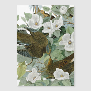 Carolina Pigeon Audubon MorgDove