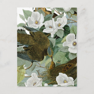 Carolina Pigeon Audubon MorgDove Bird Vykort