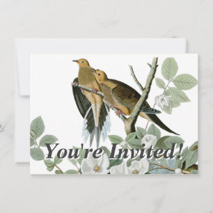 Carolina Pigeon Audubon MorgDove Inbjudningar