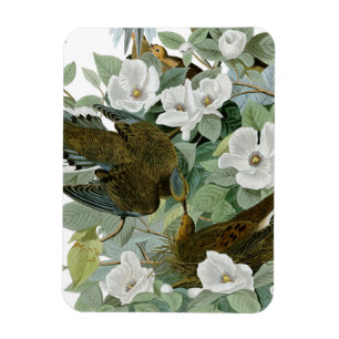 Carolina Pigeon Audubon MorgDove Magnet