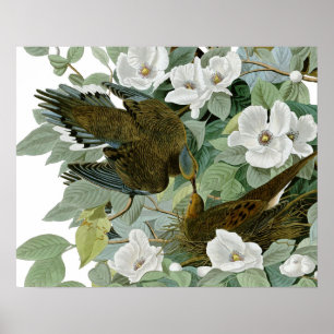 Carolina Pigeon Audubon MorgDove Poster