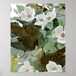 Carolina Pigeon Audubon MorgDove Poster