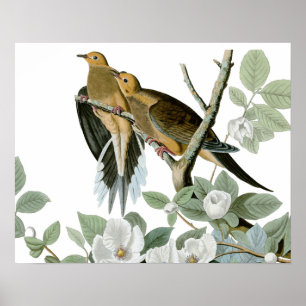 Carolina Pigeon Audubon MorgDove Poster