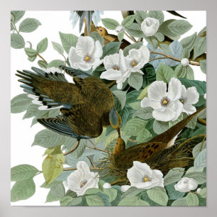 Carolina Pigeon Audubon MorgDove Poster