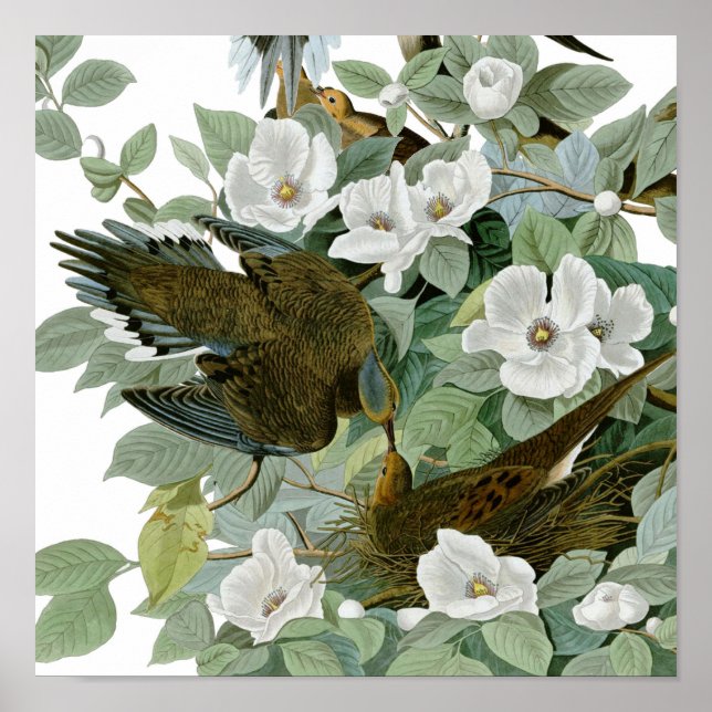 Carolina Pigeon Audubon MorgDove Poster (Framsidan)