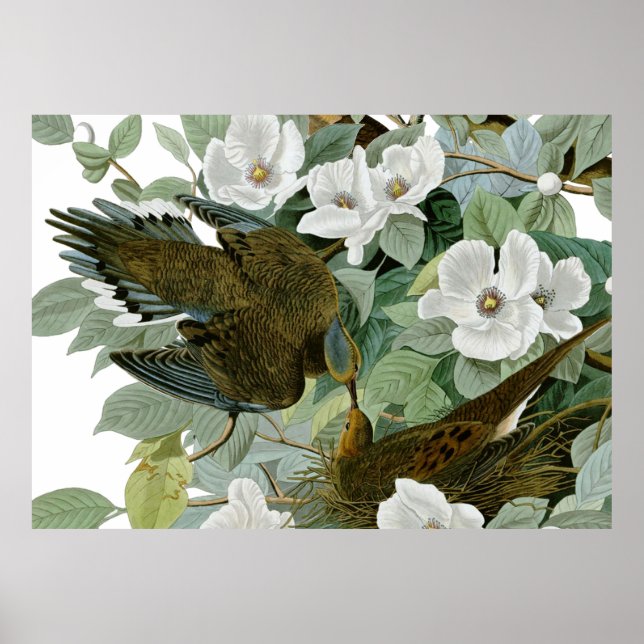 Carolina Pigeon Audubon MorgDove Poster (Framsidan)