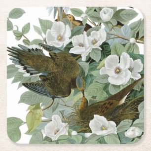 Carolina Pigeon Audubon MorgDove Underlägg Papper Kvadrat