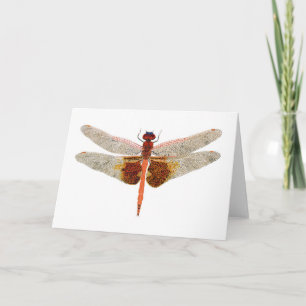 Carolina Saddlepåsar Dragonfly Kort
