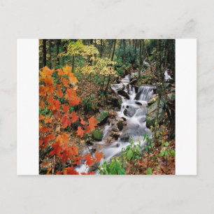 Carolina Stream Vykort