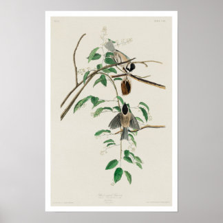 Carolina Titmus by Audubon Poster
