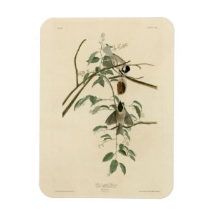 Carolina Titmus från Audubon's Birds of America Magnet