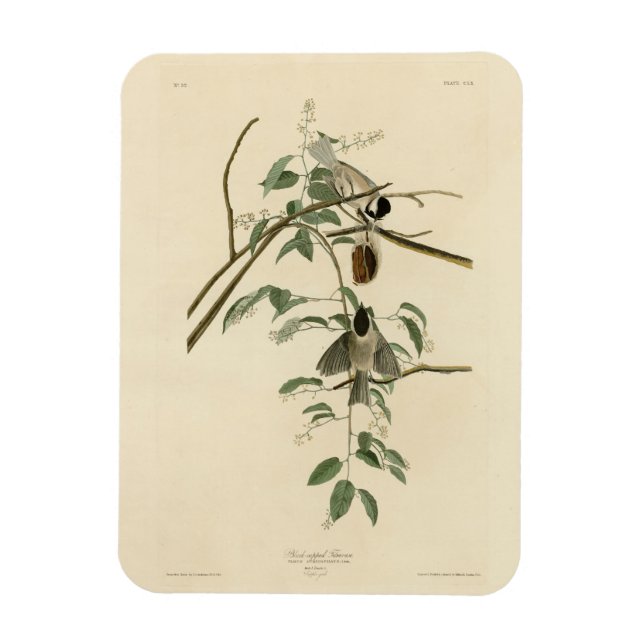 Carolina Titmus från Audubon's Birds of America Magnet (Vertikal)