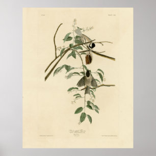 Carolina Titmus från Audubon's Birds of America Poster