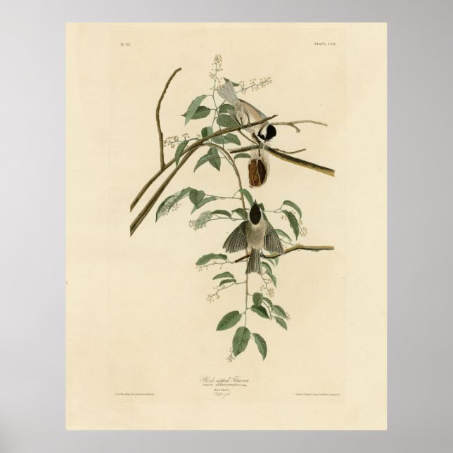 Carolina Titmus från Audubon's Birds of America Poster (Framsidan)