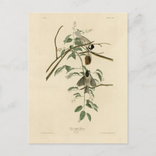Carolina Titmus från Audubon's Birds of America Vykort