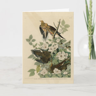 Carolina Turtle Dove Mourning Dove Audubon's Birds Kort