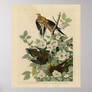 Carolina Turtle Dove Mourning Dove Audubon's Birds Poster