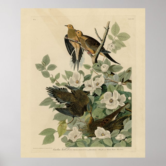 Carolina Turtle Dove Mourning Dove Audubon's Birds Poster (Framsidan)