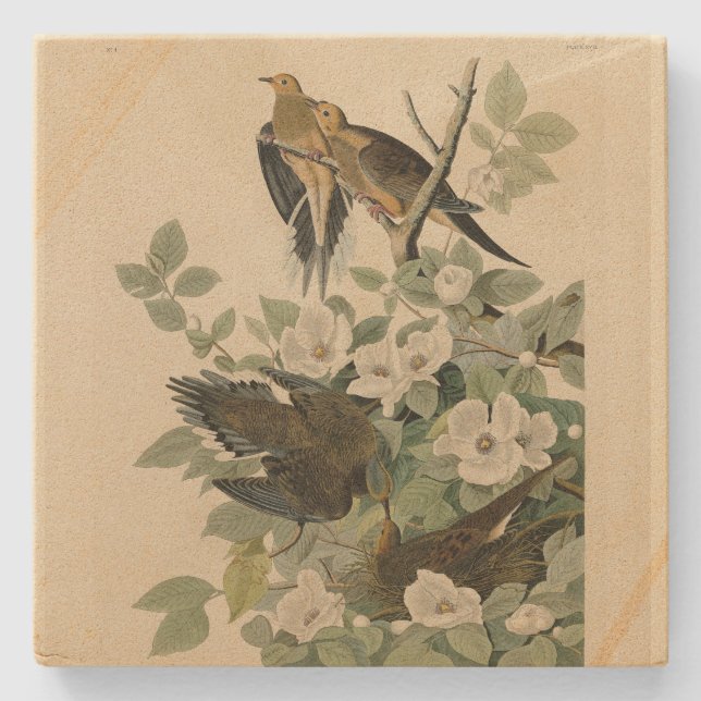 Carolina Turtle Dove Mourning Dove Audubon's Birds Stenunderlägg (Framsidan)